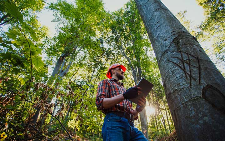 forestry worker selecting trees to cut down